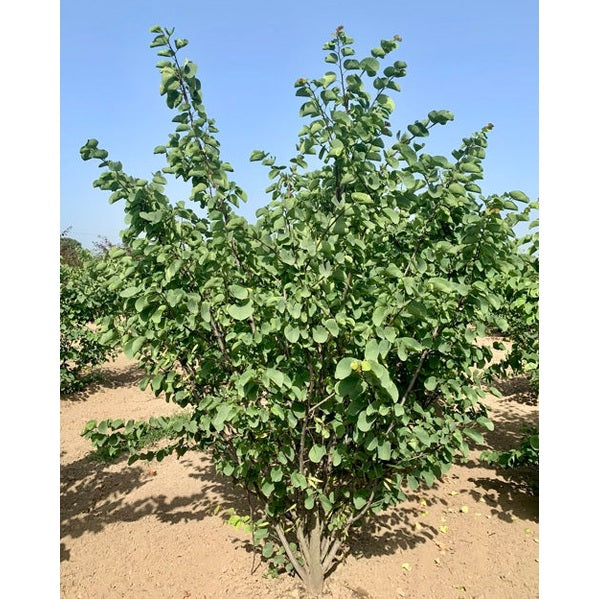 Judasträd - Cercis siliquastrum 300-350 MS